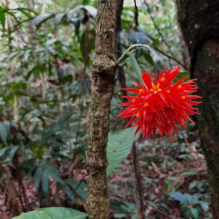 Secret Forest Station Villa Tambopata Kültér fotó