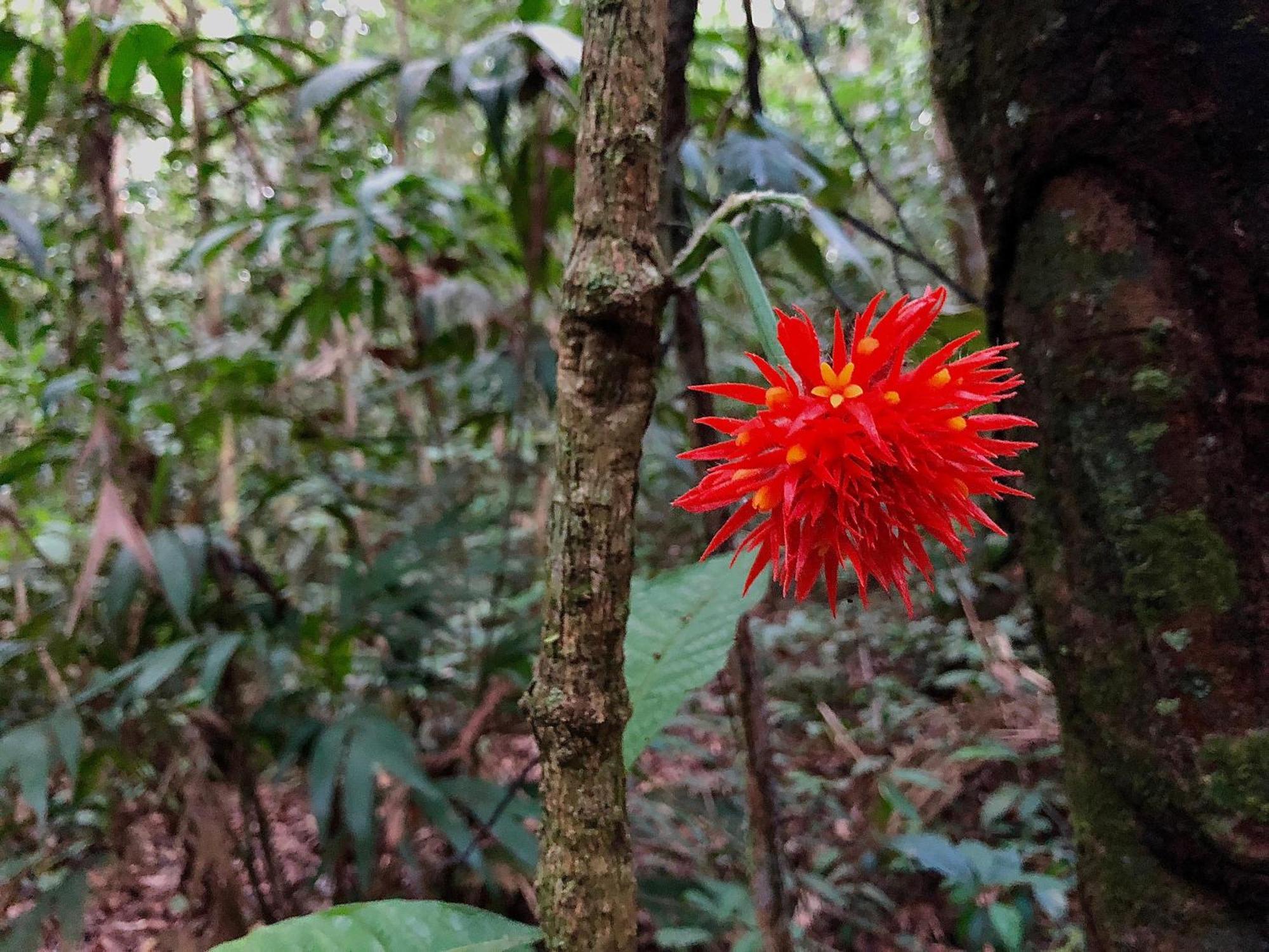 Secret Forest Station Villa Tambopata Kültér fotó