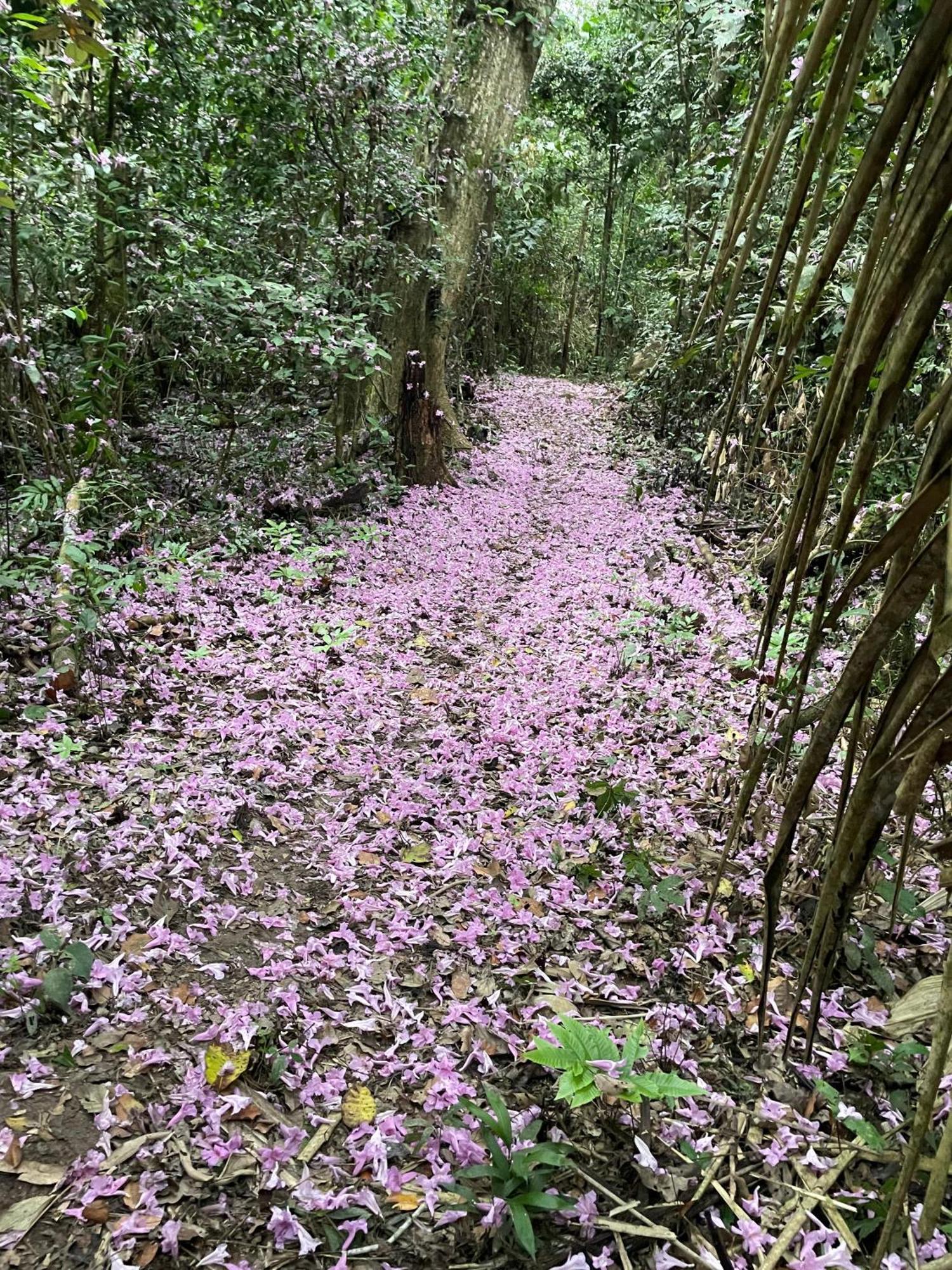 Secret Forest Station Villa Tambopata Kültér fotó